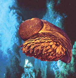 SULFIDE SHINGLES. The iron—sulfide-encrusted scales on the foot of this snail may protect it from predators in its hydrothermal-vent environment (background of composite photo).