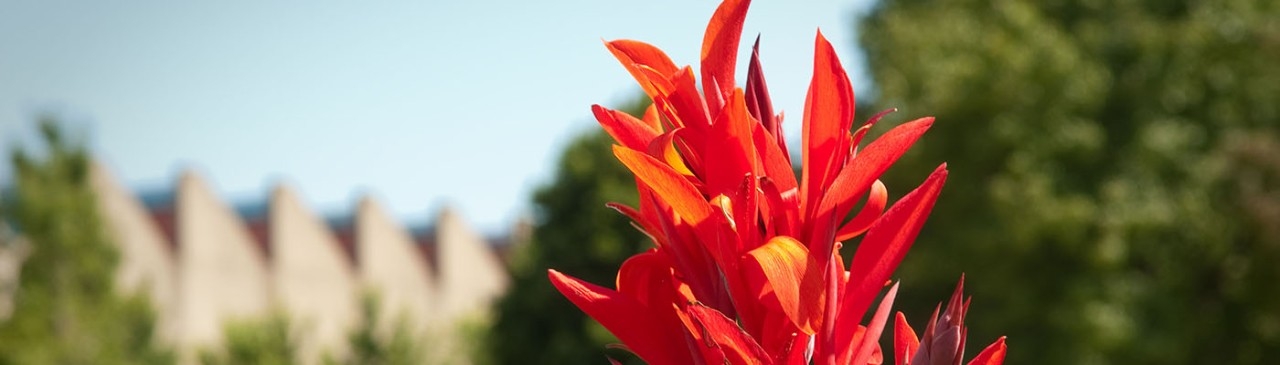 Safety & Wellness Resources