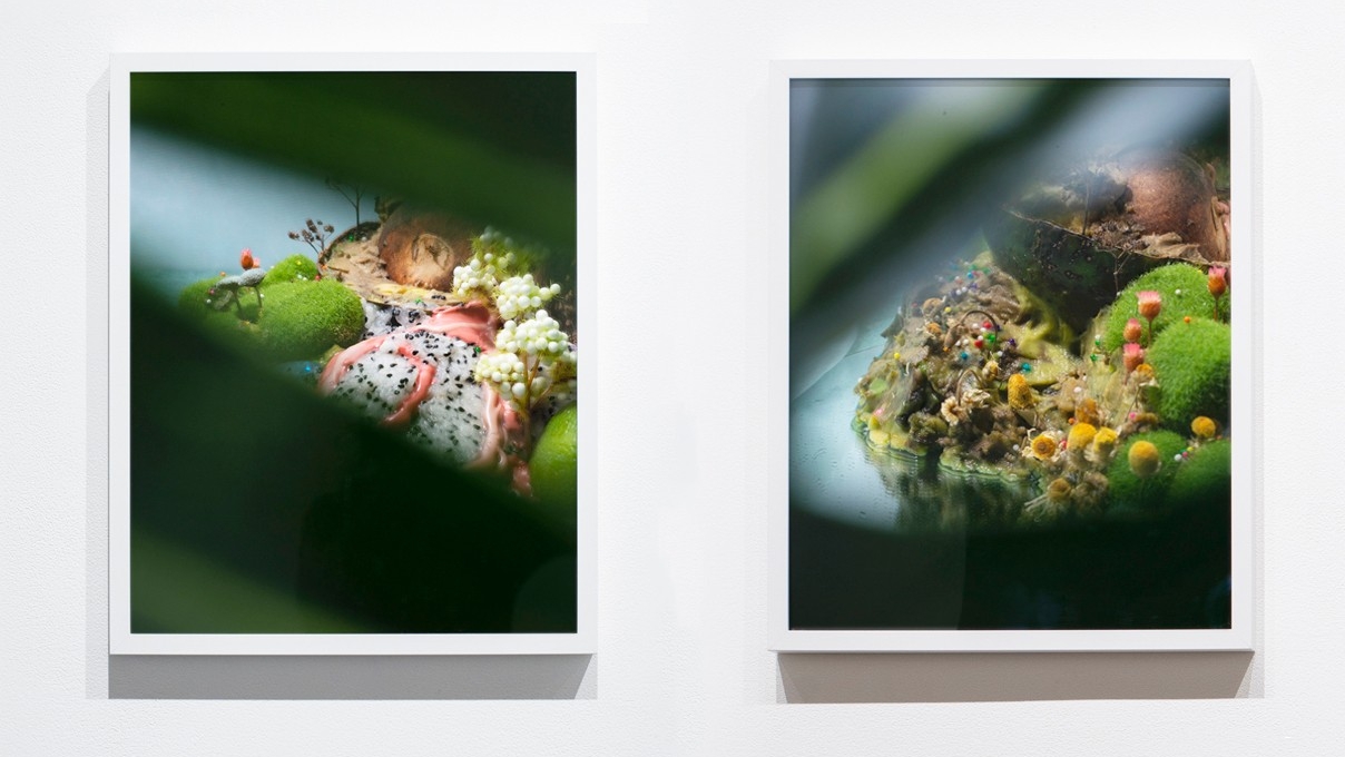 Closeup photos of nature