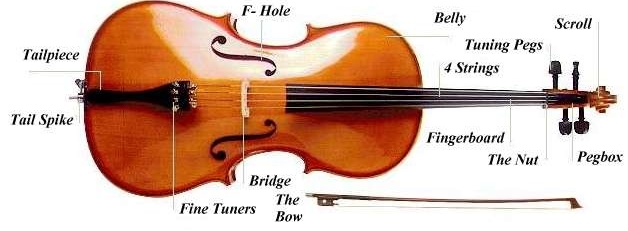 Cello construction diagram