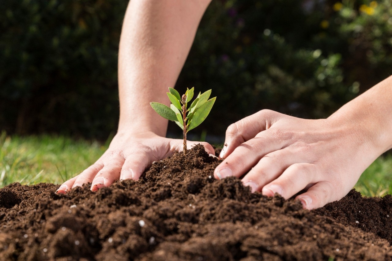 picture of a seedling being planted in the soil for Earth Day