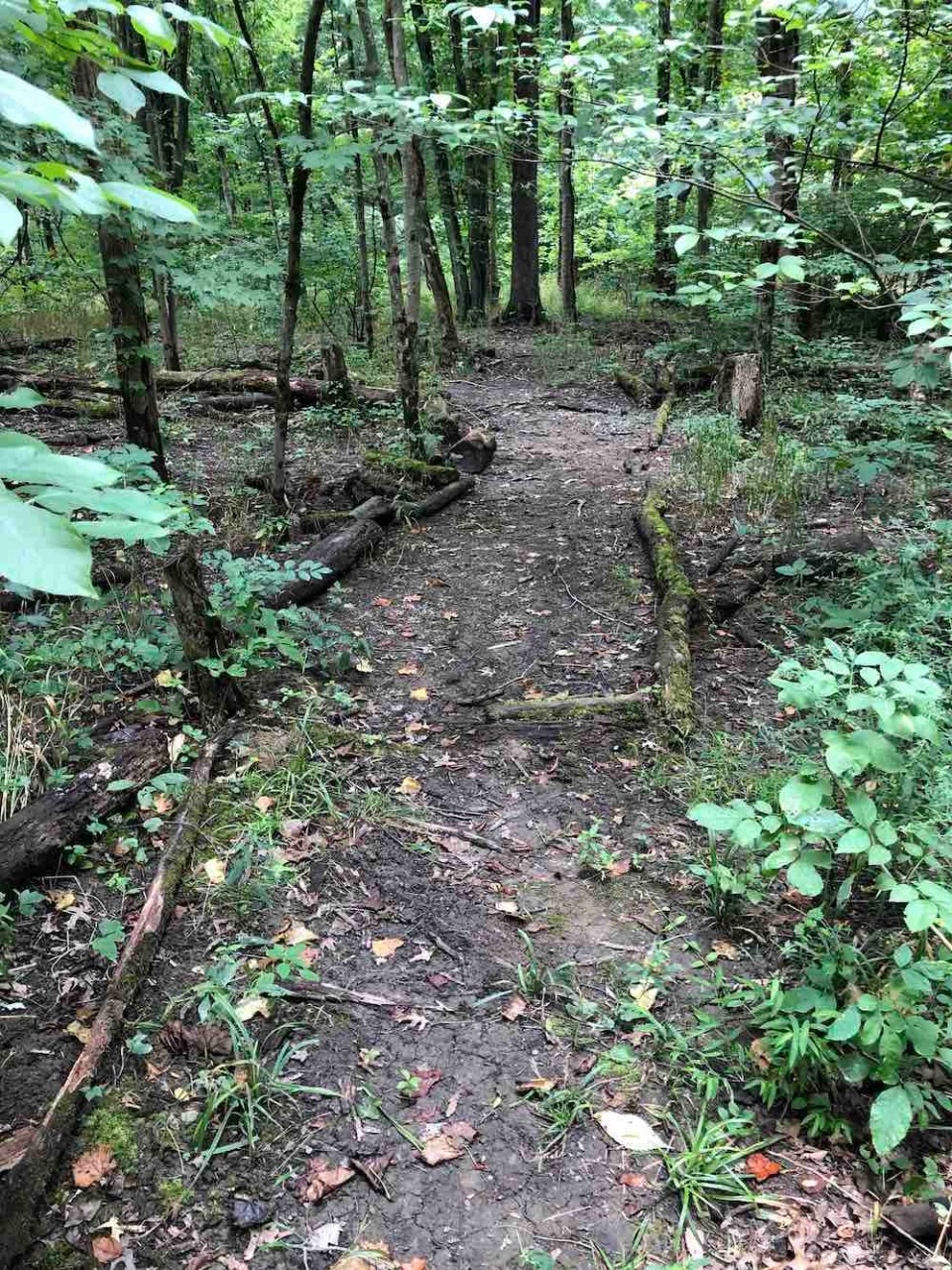Image of the trail at the St. Anne Wetlands