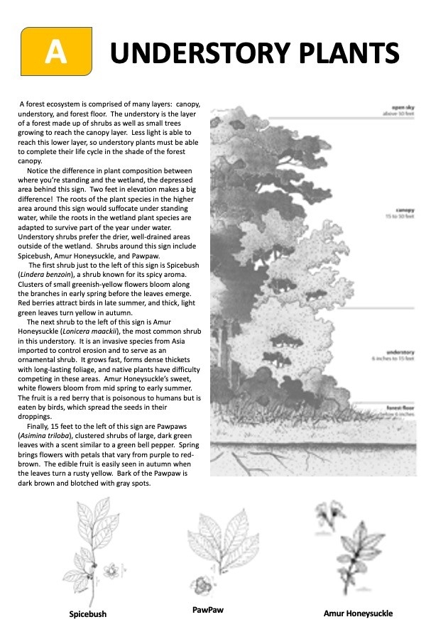 Kiosk A a description of understory plants with diagrams and illustrations.