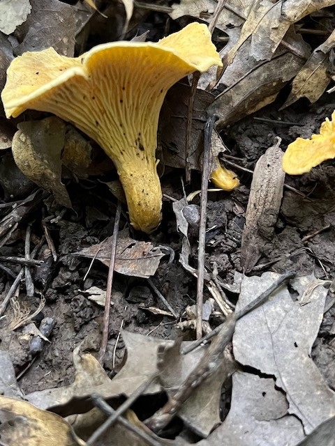 REFS T&W - Fungi 2025 - image 4