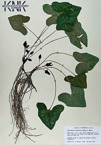 Hexastylis Arifolia specimen