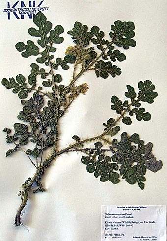 Buffalo Nightshade specimen