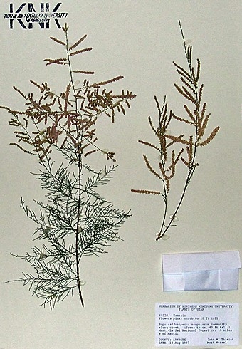 Tamarix specimen