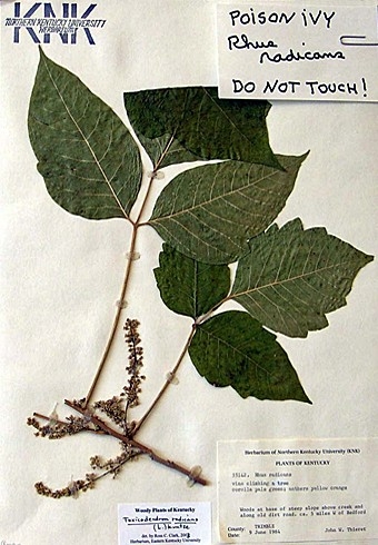 Toxicodendron Radicans (Poison Ivy) specimen