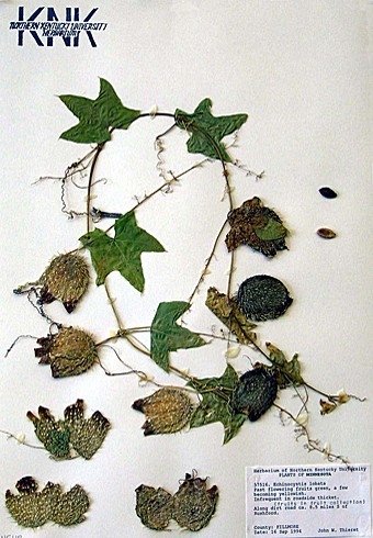 Echinocystis Lobata (Wild Cucumber) specimen