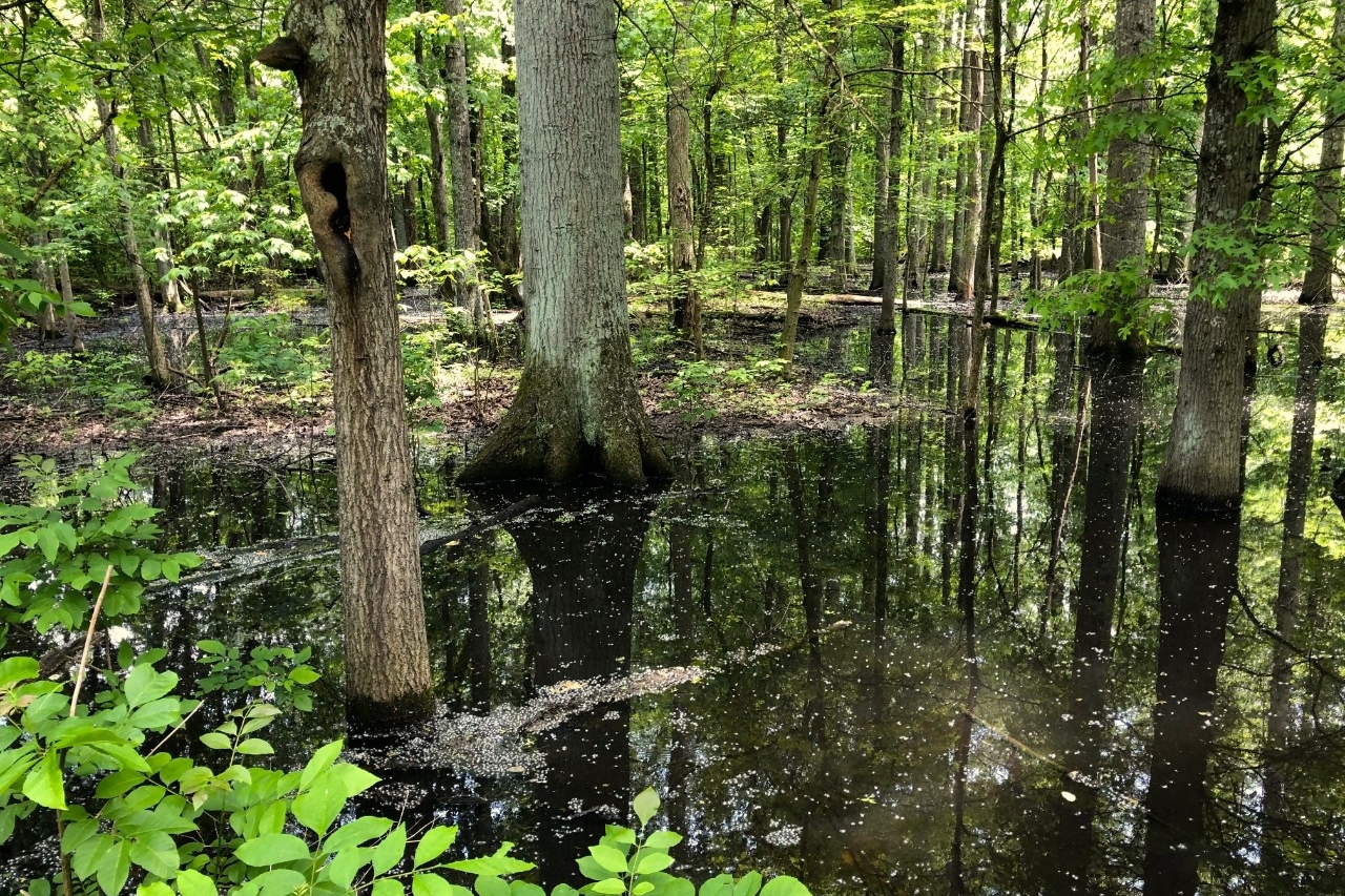The vibrant wetlands at St. Anne Woods and Wetlands