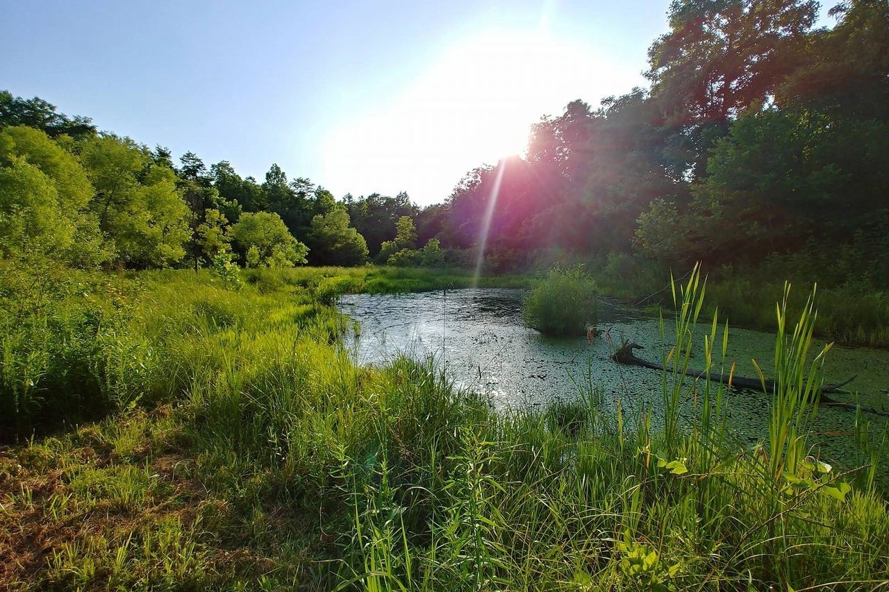 The vibrant wetlands at St. Anne Woods and Wetlands