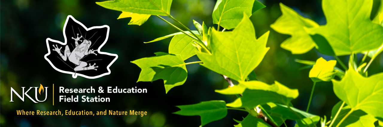 NKU Research & Education Field Station - Where Research, Education, and Nature Merge NKU REFS logo over a background of vibrant, green Poplar leaves.