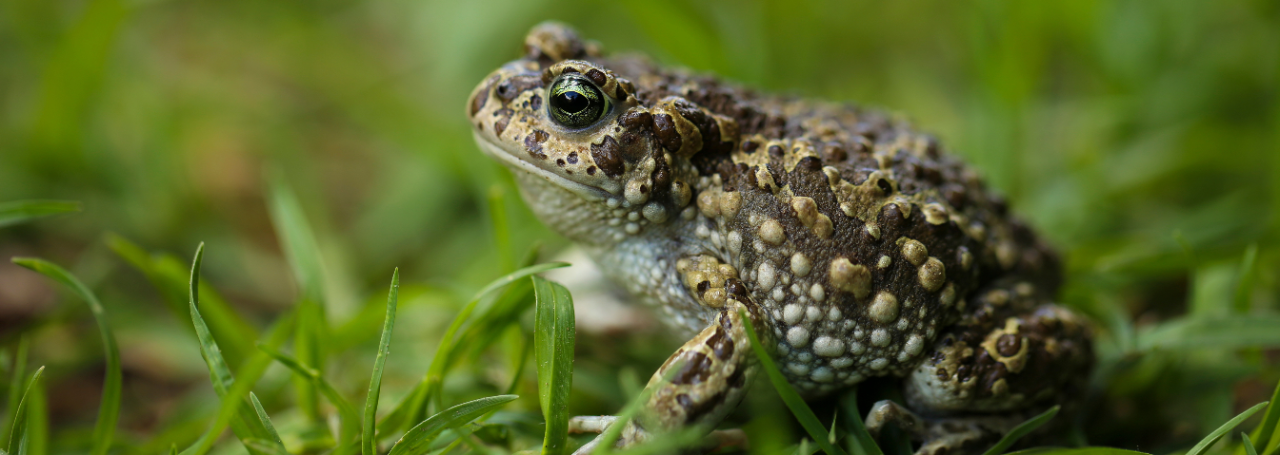 A toad sitting in the grass.