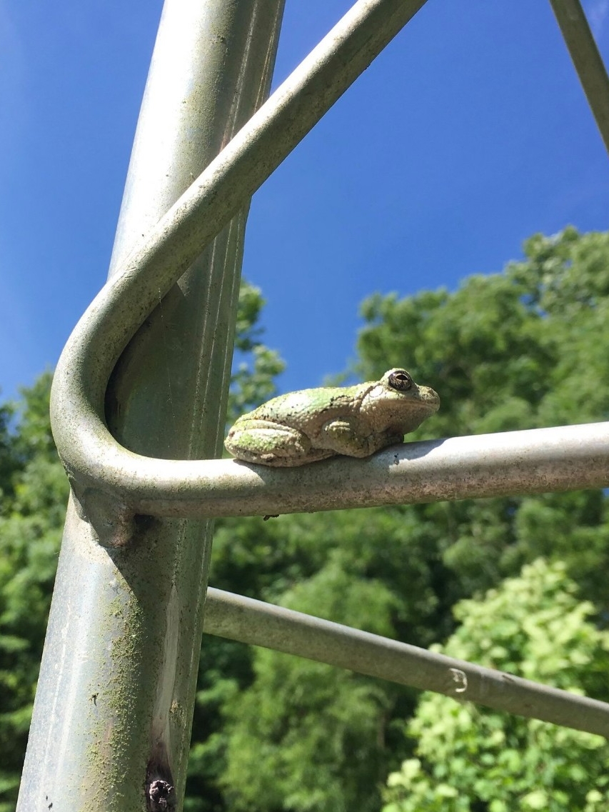 A Cope's Gray Tree Frog hangs out at REFS