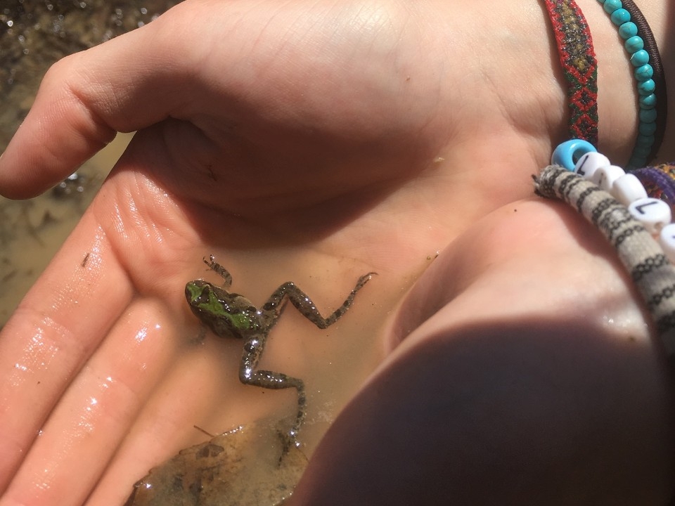 A REFS visitor holds a tiny frog in their hands.