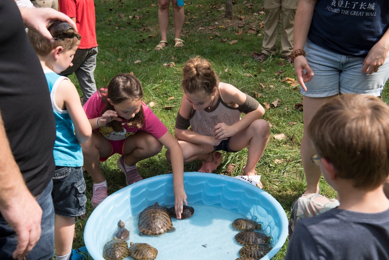 Children interact with box turtles outside.