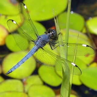 Blue dragonfly