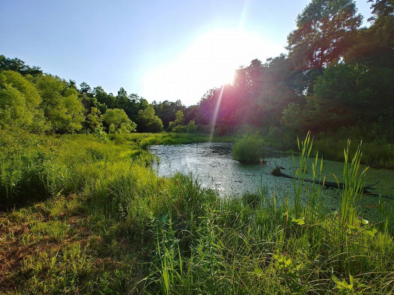 The vibrant wetlands at St. Anne Woods and Wetlands