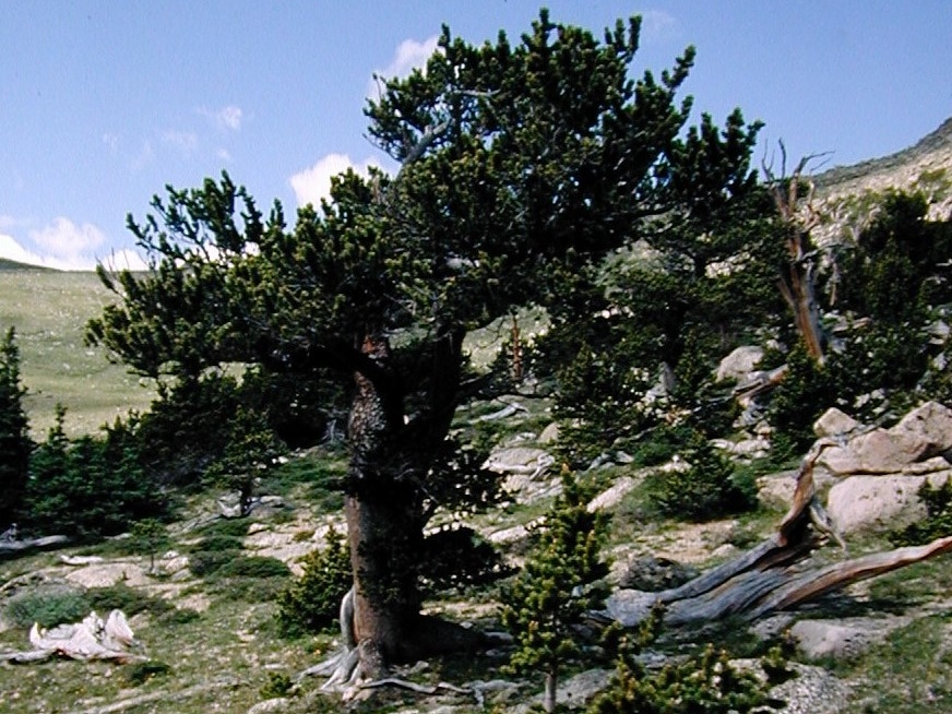 Photo of a tree growing on the side of a rocky hill