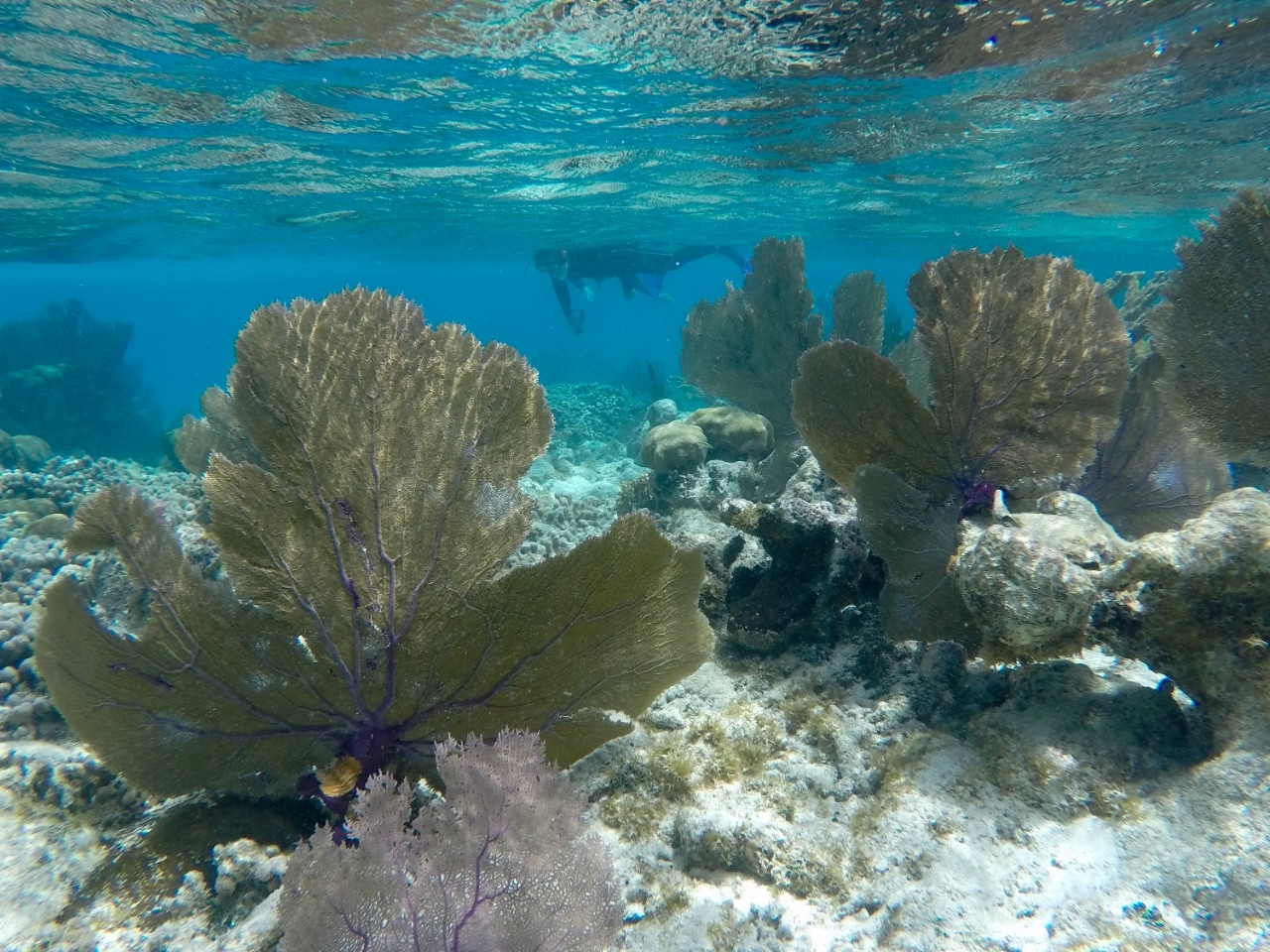 Underwater photo of coral reefs