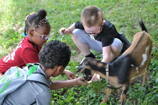 kids feeding a baby goat