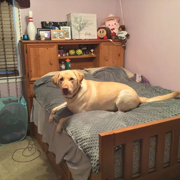 Humans of Greater Cincinnati Post: A bedroom with a light colored dog on a twin bed.