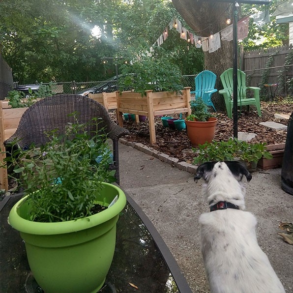 Humans of Greater Cincinnati Post: A scenic view of a backyard with rock pathway, potted plants and a white dog in the foreground. 