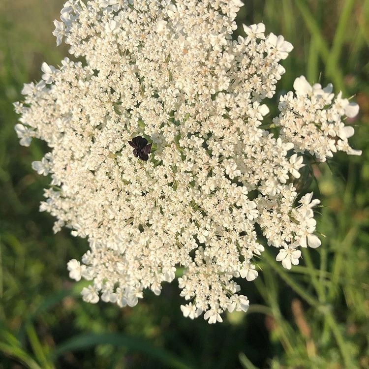 Humans of Greater Cincinnati Post: White wildflower in a field of grass
