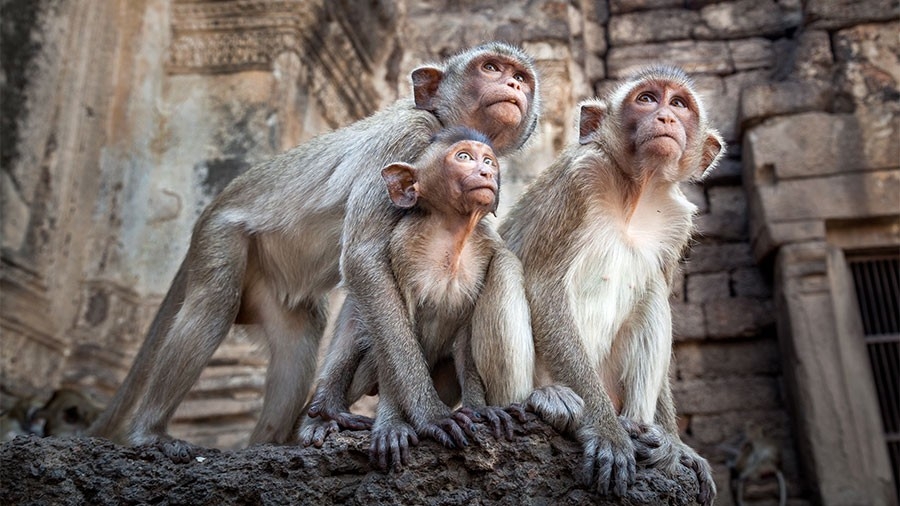 A family of monkeys looking around