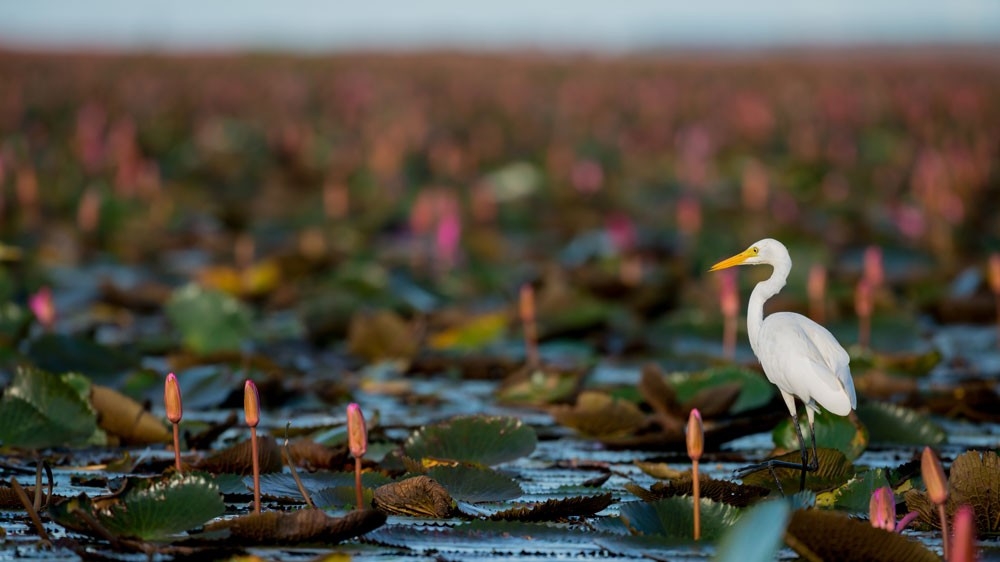 Intermediate Egret or Plumed Egret in wetlands Thale Noi, one of the country's largest wetlands covering