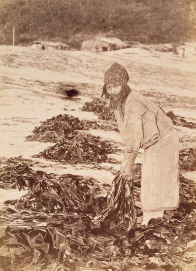 Ainu Woman Gathering Seaweed