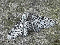 light form of peppered moth