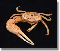 Male fiddler crab