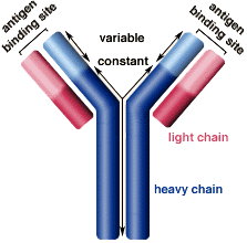 antibody
